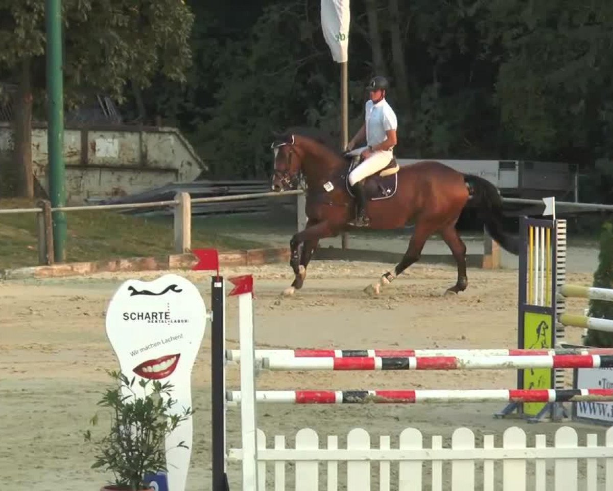 Springpferd Captain Schlau (Holsteiner, 2007, von Colman)