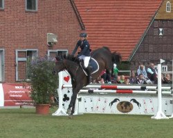 jumper Corofina (Hanoverian, 2005, from Contendro I)