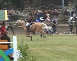 jumper Winnie Pooh 42 (German Riding Pony, 2000, from Viscount)