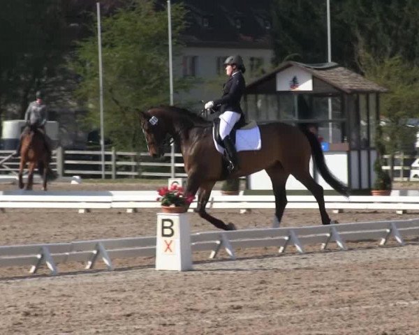 dressage horse Reamon 5 (KWPN (Royal Dutch Sporthorse), 2003, from Revenge W)