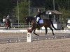 dressage horse Reamon 5 (KWPN (Royal Dutch Sporthorse), 2003, from Revenge W)