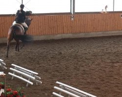 dressage horse Laudiva (Hanoverian, 2006, from Lauries Crusador xx)