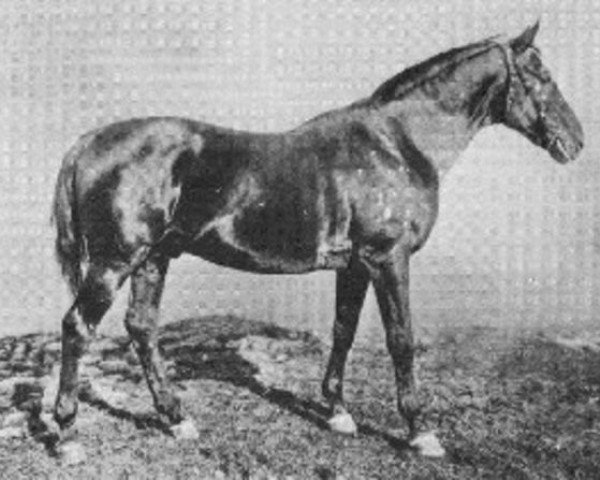 stallion Rubicon (Hanoverian, 1894, from Grobian xx)