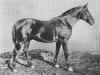 stallion Rubicon (Hanoverian, 1894, from Grobian xx)