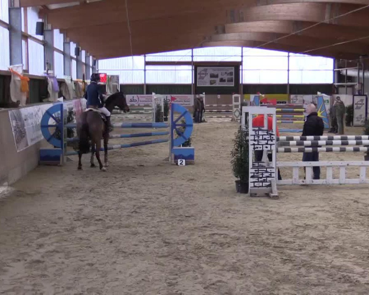 Springpferd Kick Off (Schwedisches Warmblut, 2004)