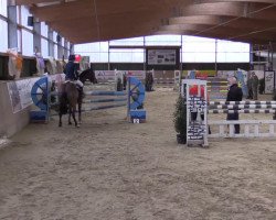 Springpferd Kick Off (Schwedisches Warmblut, 2004)