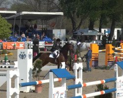 jumper Target Vh Dingeshof Z (Zangersheide riding horse, 2002, from Tornado)