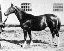 Zuchtstute Hansa (Schwedisches Warmblut, 1920, von Ruster)