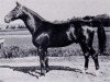 stallion Index (Swedish Warmblood, 1930, from Flaneur)