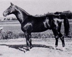 stallion Index (Swedish Warmblood, 1930, from Flaneur)