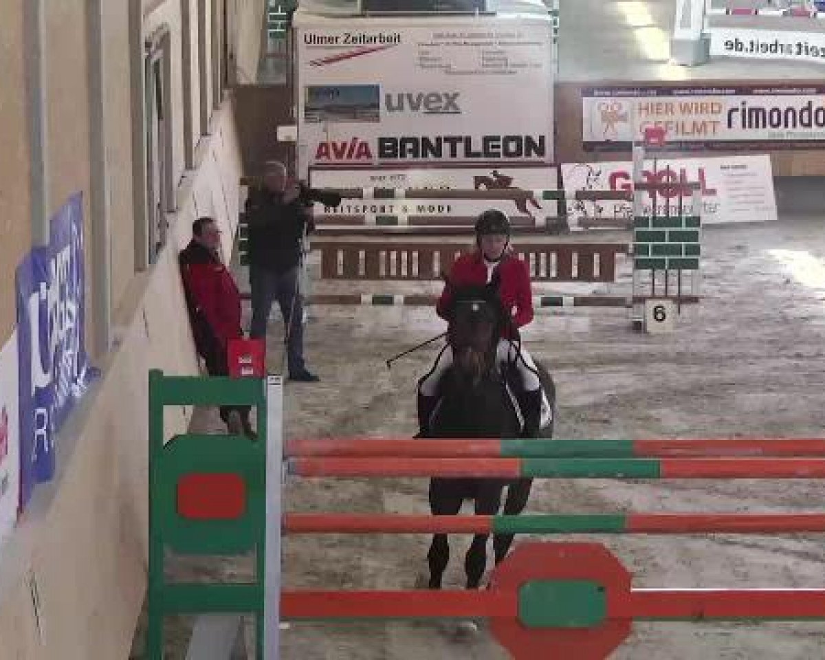 Springpferd Conjay (Holsteiner, 2007, von Contender)