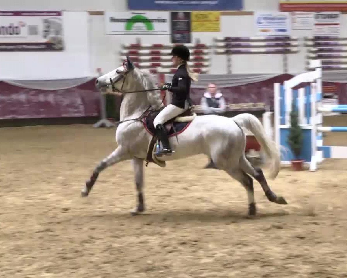 jumper Bajnok Koxi de Bognar (Hungarian Warmblood, 2003, from Gressini)