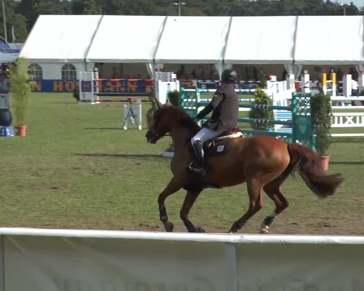 broodmare Galaxy Hs (Hanoverian, 2005, from Go on Top)