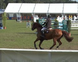 broodmare Galaxy Hs (Hanoverian, 2005, from Go on Top)