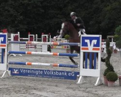 Springpferd Urano 26 (Schweizer Warmblut, 2003, von Ulysse de Thurin)