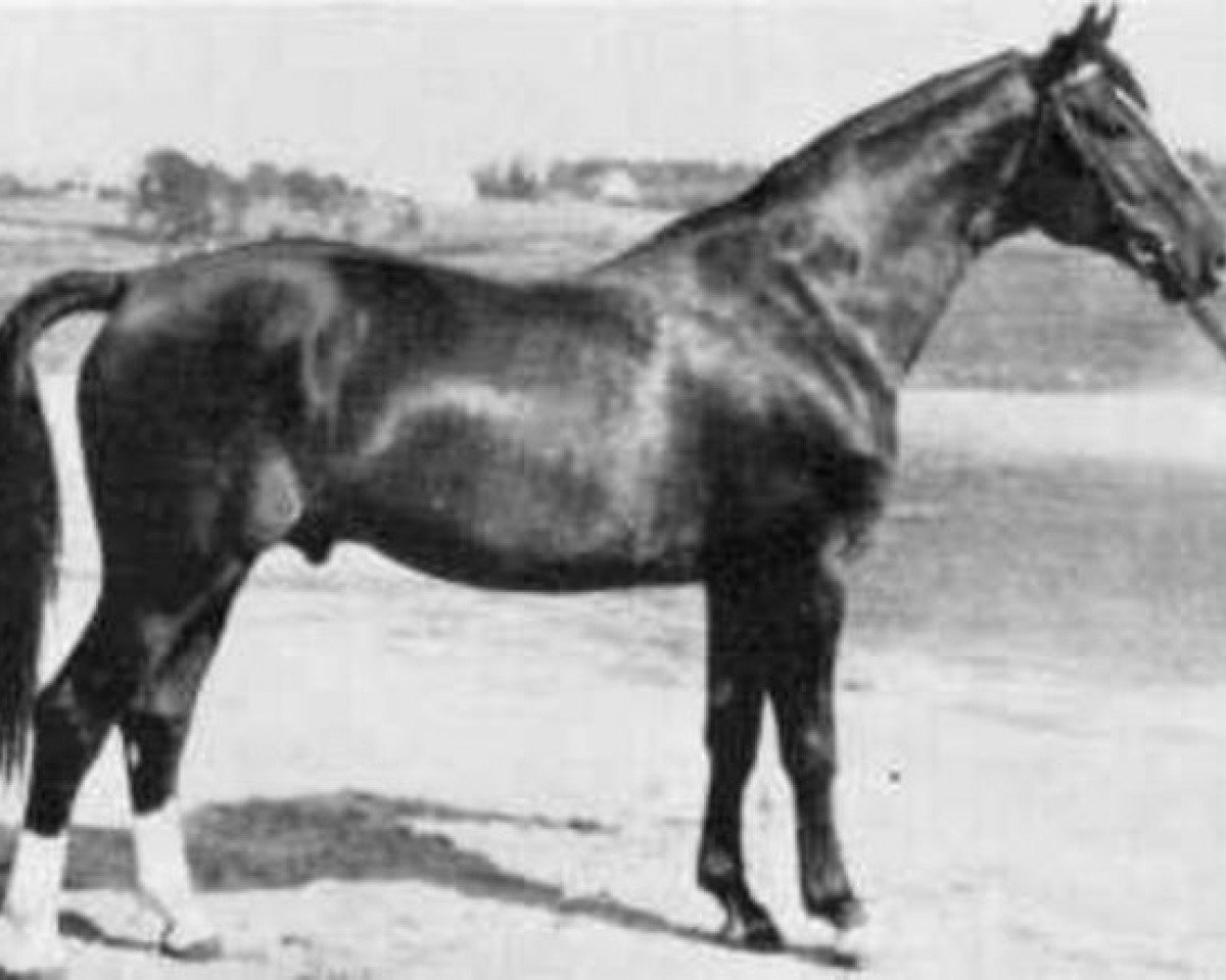 Deckhengst Largo (Schwedisches Warmblut, 1933, von Groom)