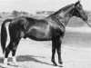 stallion Largo (Swedish Warmblood, 1933, from Groom)