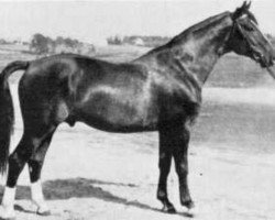 Deckhengst Largo (Schwedisches Warmblut, 1933, von Groom)