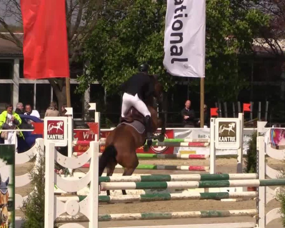 Springpferd Aminka 5 (KWPN (Niederländisches Warmblut), 2005, von Sam R)