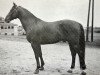 stallion Dorn (Swedish Warmblood, 1946, from Largo)