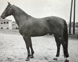 Deckhengst Dorn (Schwedisches Warmblut, 1946, von Largo)