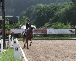 dressage horse Calypso van het Goorhof (Belgian Warmblood, 2002, from Camus)