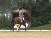 dressage horse Samiro N (Oldenburg, 1993, from Unbekannt)