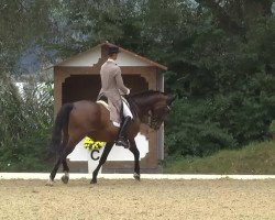 dressage horse Samiro N (Oldenburg, 1993, from Unbekannt)