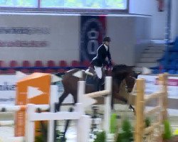 jumper Cetermina (Oldenburg show jumper, 2006, from Consens)