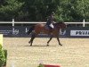 Springpferd Sethi de Laubert (Belgium Sporthorse, 2002)