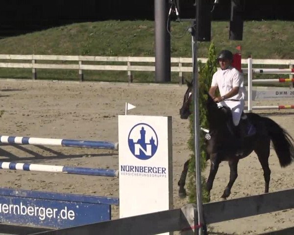 jumper Queens Coeur (Hanoverian, 2007, from Quite Easy I)