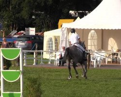 stallion Coconut Cream (Hanoverian, 2007, from Cassini II)