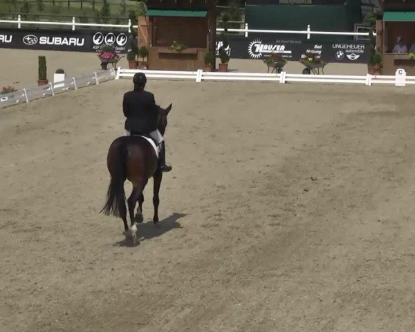 dressage horse Saracini W (Hanoverian, 2008, from Sir Donnerhall I)