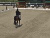 dressage horse Saracini W (Hanoverian, 2008, from Sir Donnerhall I)