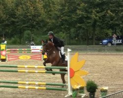 dressage horse Brooklyn (KWPN (Royal Dutch Sporthorse), 2006, from United)