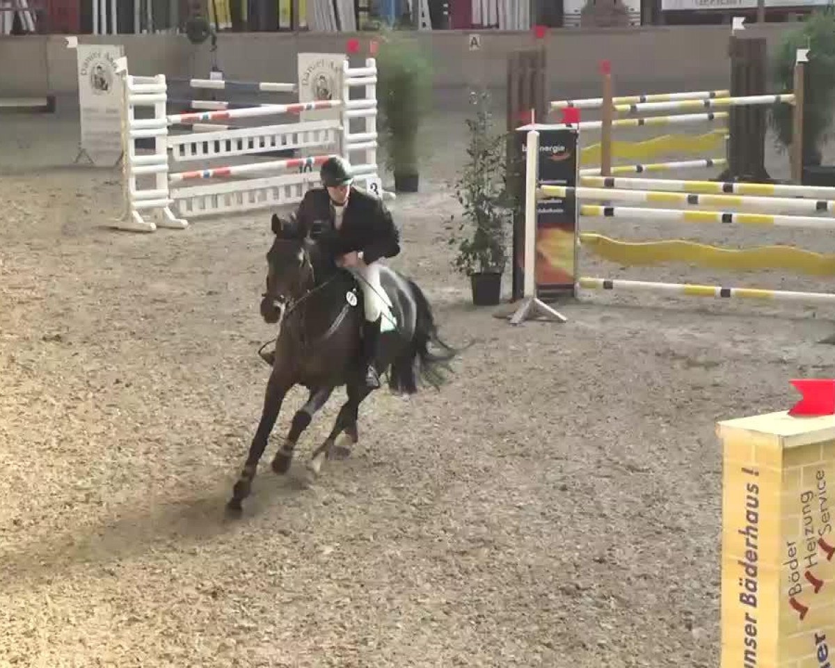 broodmare Chalua-San (Oldenburg show jumper, 2006, from Cassini II)