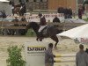 jumper Hektor van 't Vennehof (Belgian Warmblood, 2007, from Triomphe de Muze)