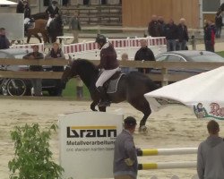 jumper Hektor van 't Vennehof (Belgian Warmblood, 2007, from Triomphe de Muze)