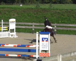 jumper Richelle Plum (German Warmblood, 2003, from Rimini)