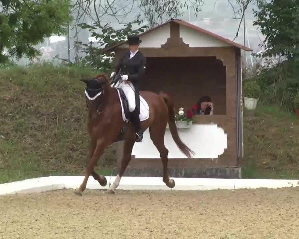 dressage horse Donatus (Württemberger, 2003, from Dark Dream)