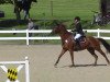 jumper La Zora Rouge (Oldenburg show jumper, 2007, from Landor S)