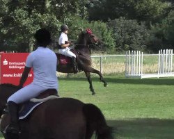 broodmare Warrah Lalan (KWPN (Royal Dutch Sporthorse), 2003, from Guidam (de Dartay))