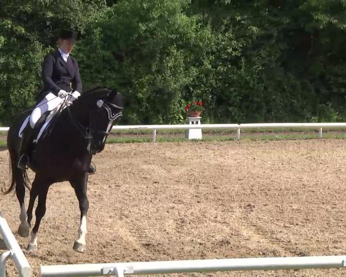 dressage horse Wolkentänzer (Bavarian, 2000, from Weltenadel)