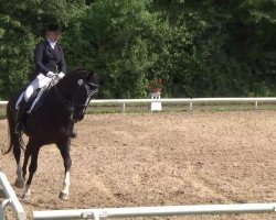 dressage horse Wolkentänzer (Bavarian, 2000, from Weltenadel)