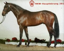 horse Royal Riccione (Rhinelander, 2008, from Riccione)