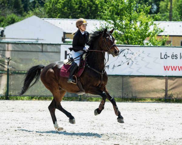 horse MR. BRAVO (Oldenburg show jumper, 2013, from Contendro I)