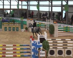 jumper Cincano H (German Sport Horse, 2007, from Cliff H)