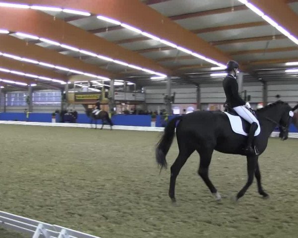 dressage horse Letz Dance (Hanoverian, 2009, from Londontime)