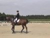 dressage horse Laurenz (Westphalian, 2002, from Laurentianer)