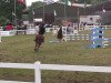 jumper Biene 380 (German Riding Pony, 1997, from Baron)